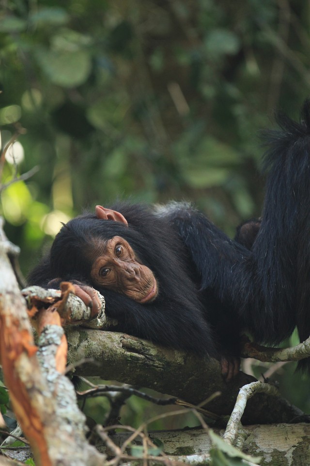 Egy majom is lehet menopauzás? Kiderült, hogyan élik meg a csimpánzok a változókort