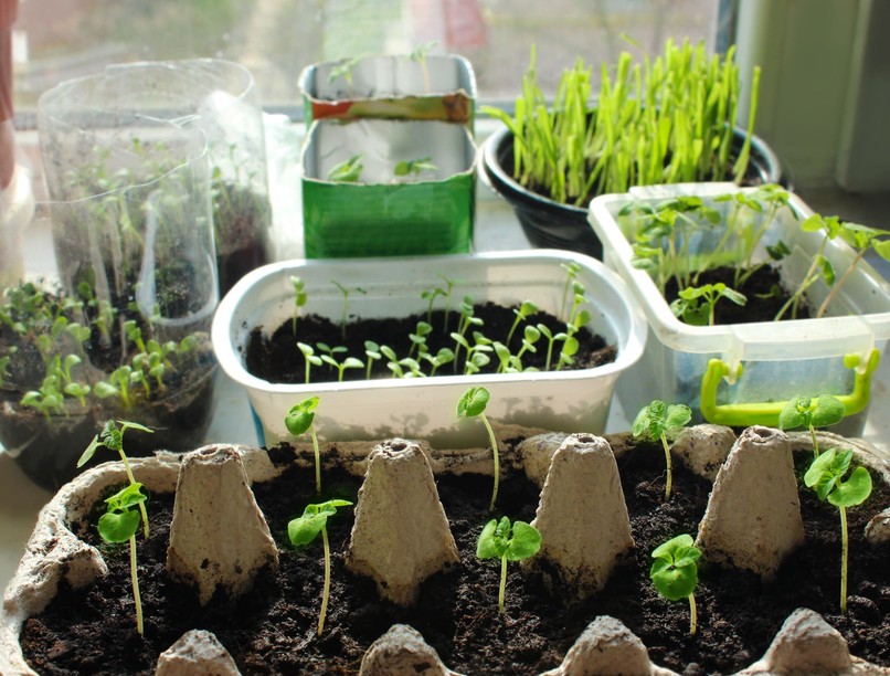 hírek veszély nyaralás hoz növény külföld Nébih