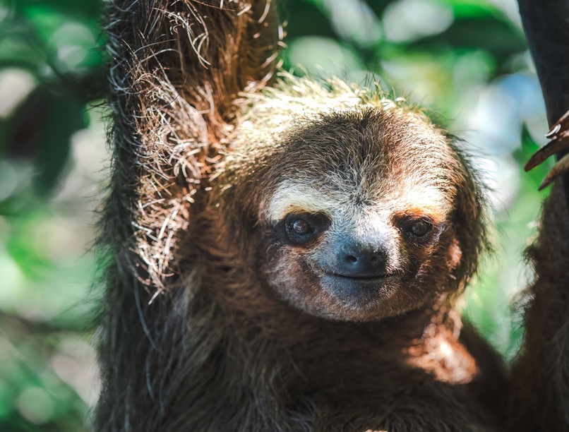 lajhár vírus fertőzés európa