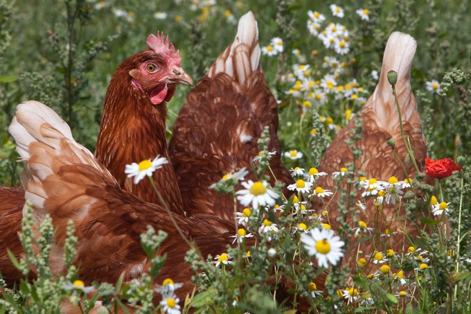 Ha daganatos tyúk húsát ettük, lehet bármi bajunk? Az orvos válaszol című cikk nyitóképe