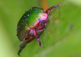 Új ötlet: együnk bogarat!