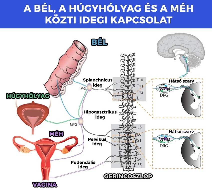 Az ismeretlen eredetű derék-, csípő- vagy alsó végtagi fájdalmak mögött gyakran állhatnak belső szervi okok.
