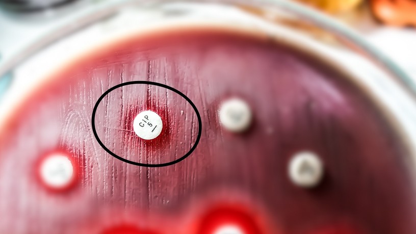 hatástalan antibiotikum baktériumok kezelése