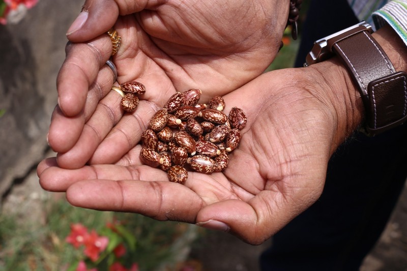 Ricinusmaggal akarta megmérkezni férjét egy pécsi asszony - ez lett a vége