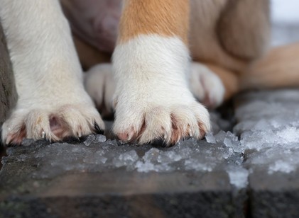 Jót teszünk-e a kinti kutyával, ha beengedjük a téli fagyban? A válasz meglepően egyértelmű című cikk nyitóképe