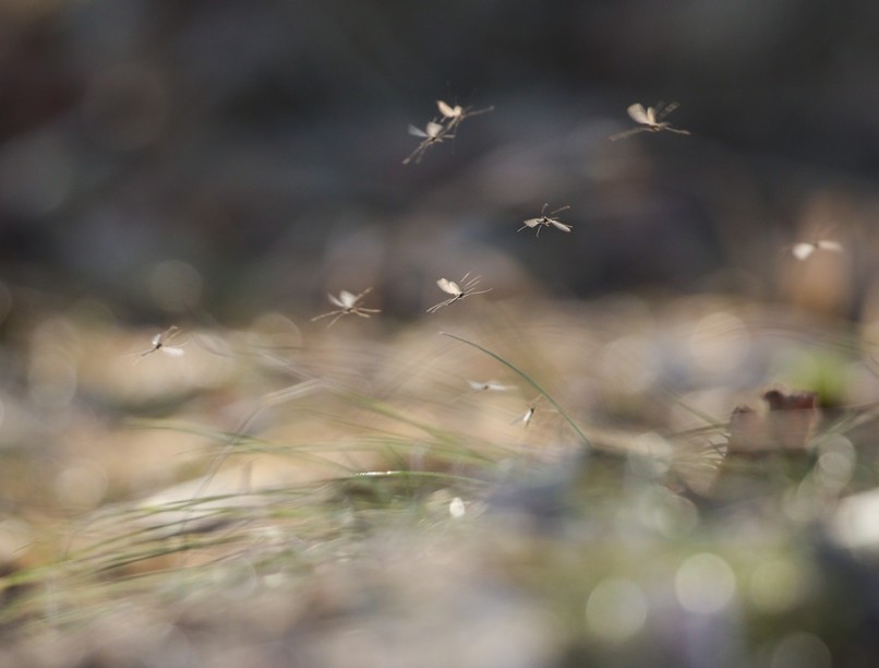 árvaszúnyog, balaton, gyérítés