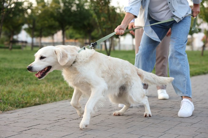 Amikor a séta küzdelemmé válik: így taníthatja meg kutyáját arra, hogy ne húzzon a pórázon című cikk nyitóképe