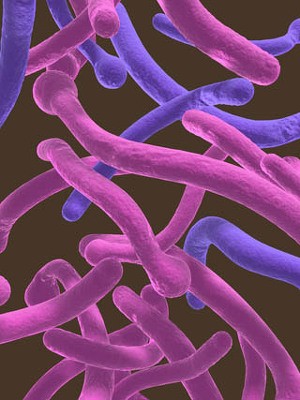 Megvan! A Candida gyenge pontja...