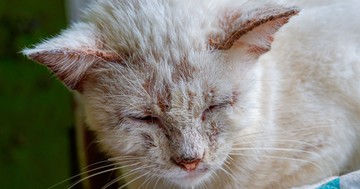  Milyen jelek utalhatnak rákra macskánál? Ismerje fel időben a figyelmeztető tüneteket! 