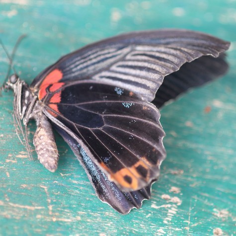 Víz és döglött pillangó maradványából kutyult keveréket fecskendezett be magának egy 14 éves fiú - egy héten belül meghalt című cikk nyitóképe