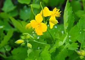 Nemzeti Gyógynövény Mintakert?