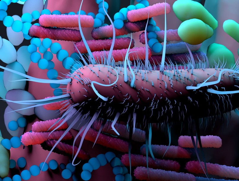 mikrobiom gombák, bacilusok, jótékony mikroorganizmusok hatása