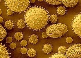 Több helyen még riasztás van a parlagfű miatt