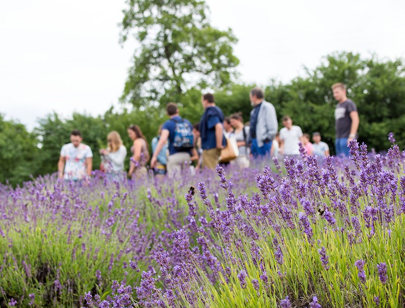 A gyógynövénytúrák alatt igazi kikapcsolódás vár minket