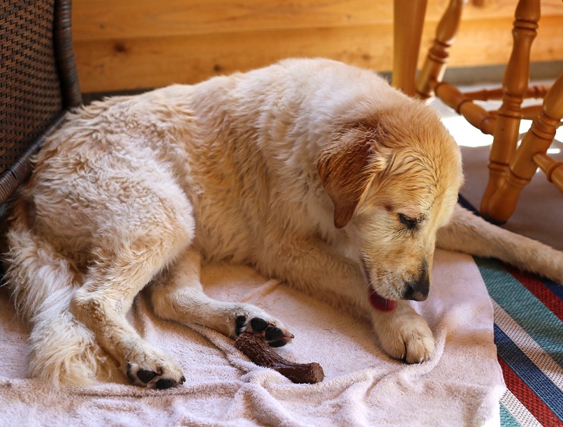 nyalogatás, kutya, allergia, viselkedési zavar