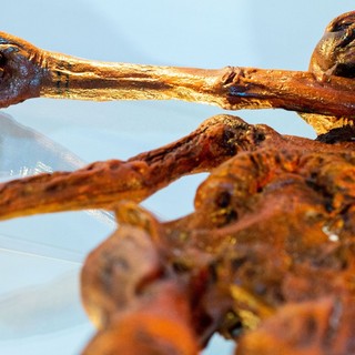 A tudósok aktív életre utaló jeleket találtak Ötzi-ben, a jégemberben című cikk nyitóképe