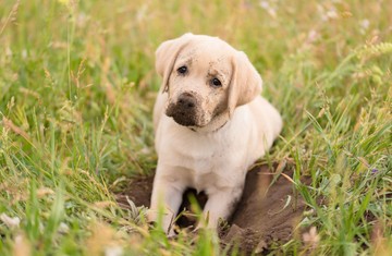 Miért ás mindig a kutyám a kertben? Nem azért, hogy bosszantson minket!