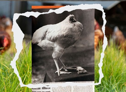 Még másfél évig élt a levágott fejű kakas: videón Mike, a világ egyik leghíresebb állata című cikk nyitóképe