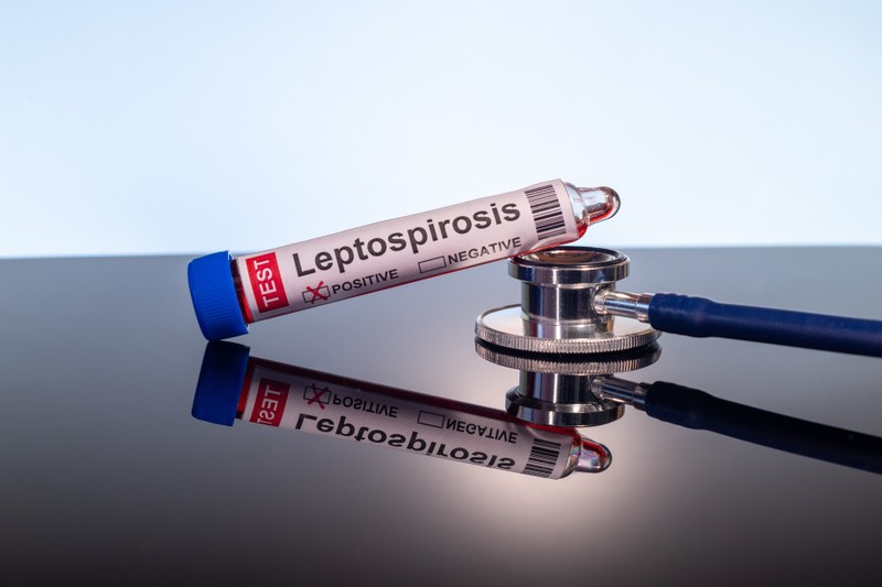 Leptospirózis: tünetei, vizsgálata és kezelési lehetőségei