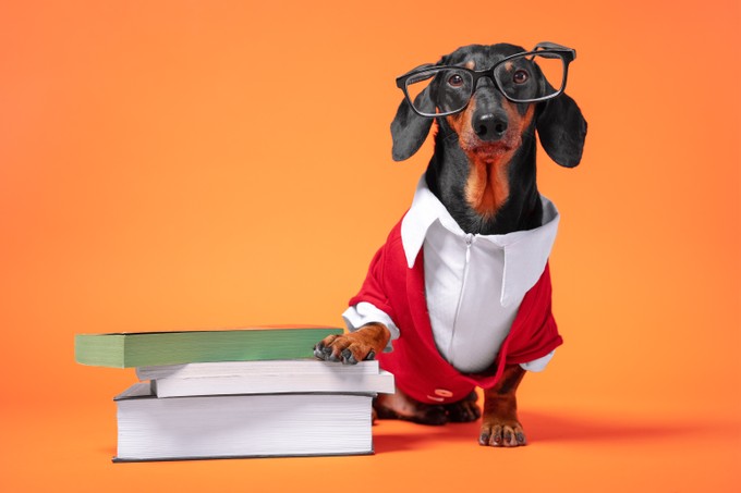 Napi kvíz: kisállatok egészsége című cikk nyitóképe