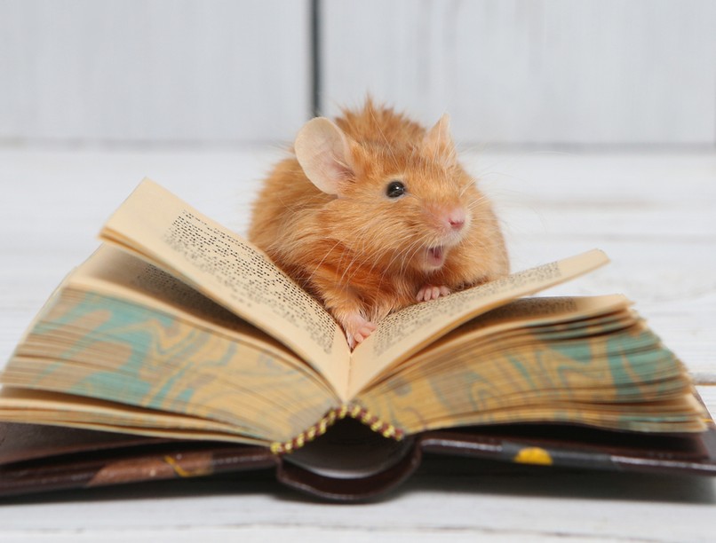 egér, kutatás, kutatók