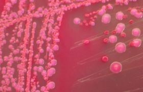 A cukor javíthatja az antibiotikus hatást?