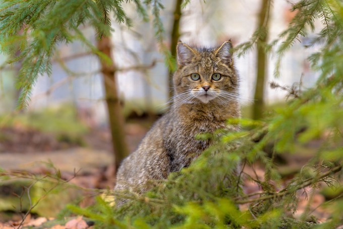 Felelős macskatartás: ezeket az elveket sokan nem ismerik című cikk nyitóképe