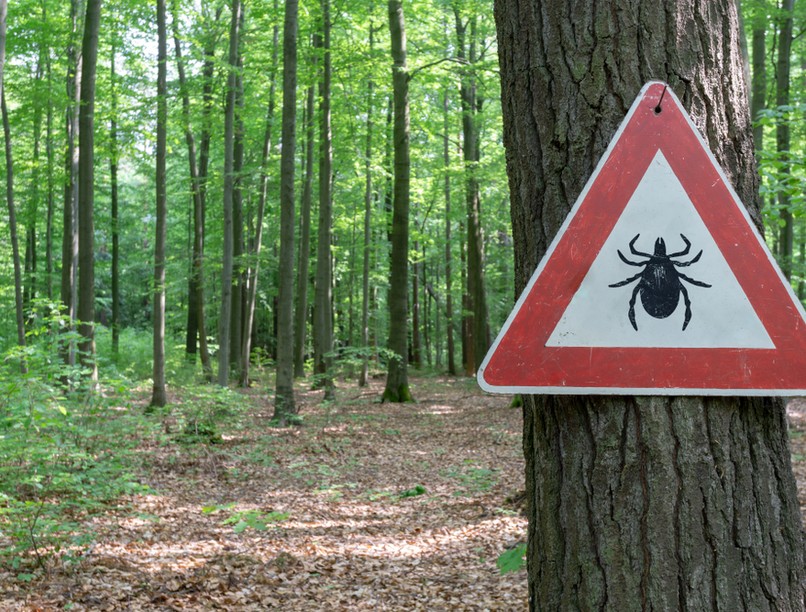 kullancs, kullancsveszély, kullancs ellen, mobilalkalmazás, alkalmazás