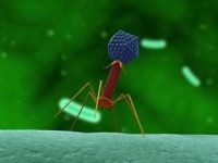 Új típusú influenza - Influenza A (H1N1)