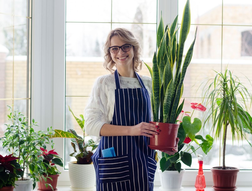 Szobanövények, amelyek boldogabbá és egészségesebbé tehetnek minket