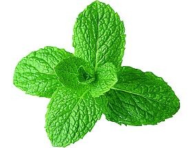 Oregánóval a rákmegelőzésért?