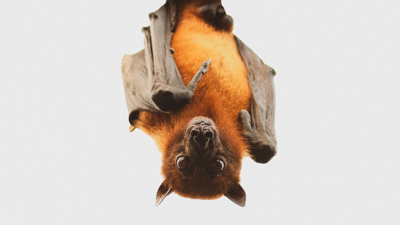 Rossz hír! 3 új koronavírust azonosítottak denevérekben, emberekre is átterjedhetnek