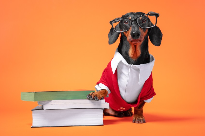 Igaz vagy hamis? Biztosan tudja, mire van szüksége kedvencének? Tesztelje le tudását.