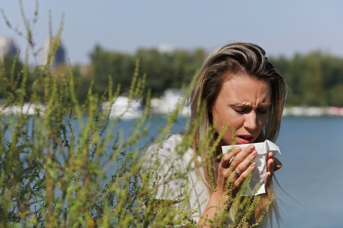 Rossz hír az allergiásoknak: virágozni kezdett a parlagfű - ezek a parlagfű allergia első tünetei című cikk nyitóképe