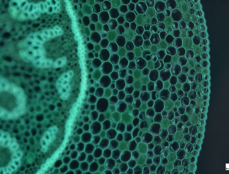 sejtszintű terápia sejtterápia leírás