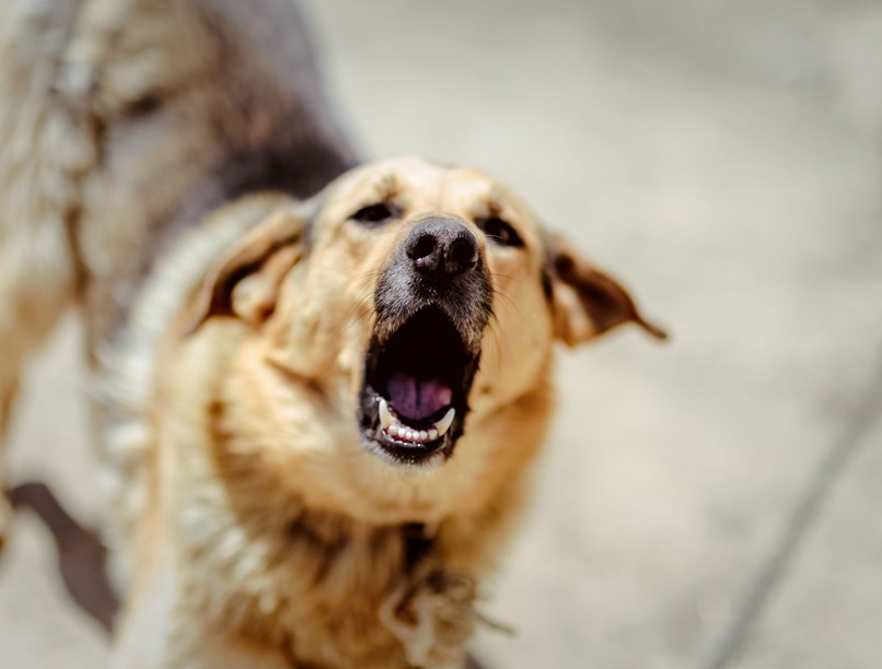 ugatás, kutya viselkedészavarai, mozgáshiány stressz