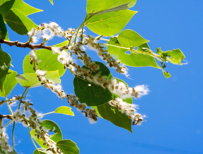 allergia, pollen, nyárfaszösz tüsszögés