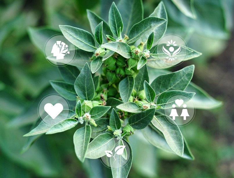 mire jó az ashwagandha alvás ajurvédikus szerek