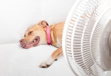 Így hűtheti le kutyáját a nyári hőségben – tegye elviselhetőbbé neki a kánikulát