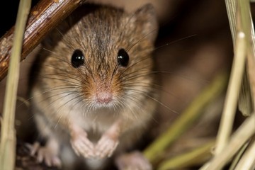 Rágcsálók által terjesztett, ritka vérzéses láz fertőzött meg egy idős, magyar nőt 
