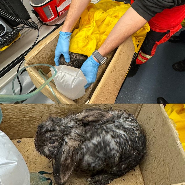 Egy megégett nyulat szállítottak kórházba a Erzsébetvárosból