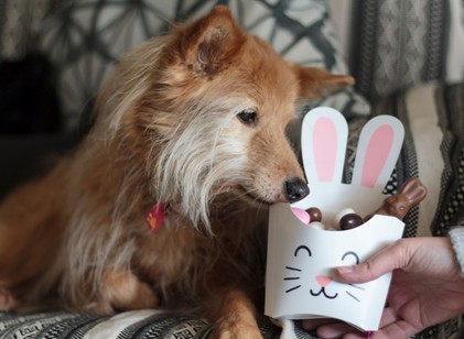 Nem, még húsvétkor se adjon csokit a kutyájának! Az életébe kerülhet! című cikk nyitóképe