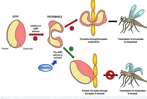 Szenzációnak tűnik: Viagrával a malária ellen?