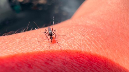 Sárgaláz: tünetei, vizsgálata és kezelési lehetőségei című cikk nyitóképe