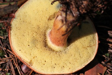 Tedrmőréteg: sárgás színű, csöves (a tinórufélék jellegzetessége), és nyomásra kékesre színeződik.