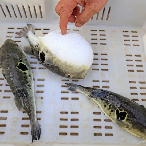 Ugyanaz a méreg van bennük, mégis csak az egyiket eszik meg – ezért különleges a japán fugu című cikk nyitóképe
