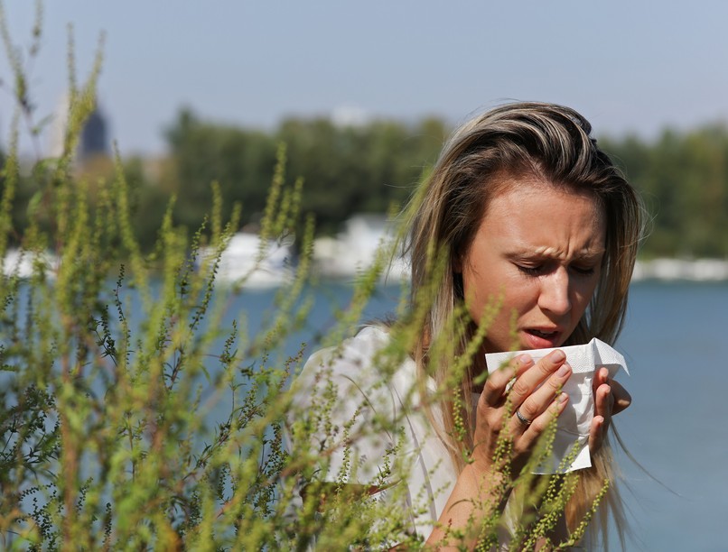 allergia parlagfű szezon kezdődik