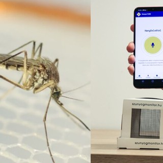 Szúnyoghangokból tanítanák az AI-t magyar kutatók – bárki segíthet a telefonjával című cikk nyitóképe