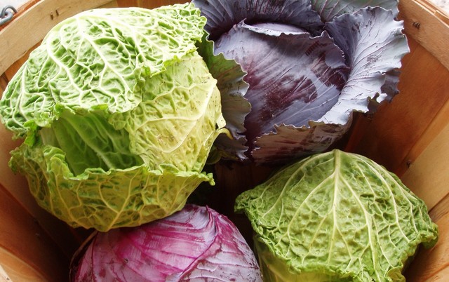 Káposzták dícsérete, most épp a fejes...