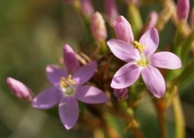 Hölgyeknek: fogamzásgátlás ma (mit tegyünk?)